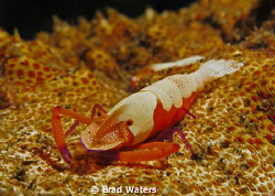This little fella was cleaning the longest sea cucumber I... by Brad Waters 